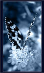 Butterfly by donia