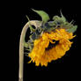 Sunflower Head PNG Stock