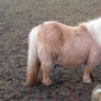 Shetland Pony Stock 1