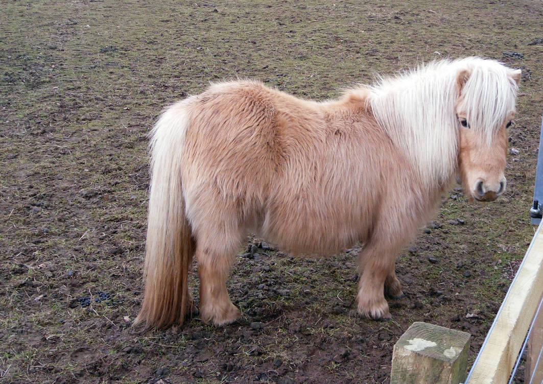 Shetland Pony Stock 1 by Meta-Stock