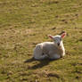 Spring Lamb Stock 2.