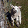 Spring Lamb Stock 5.