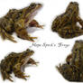 Frog Stock 1