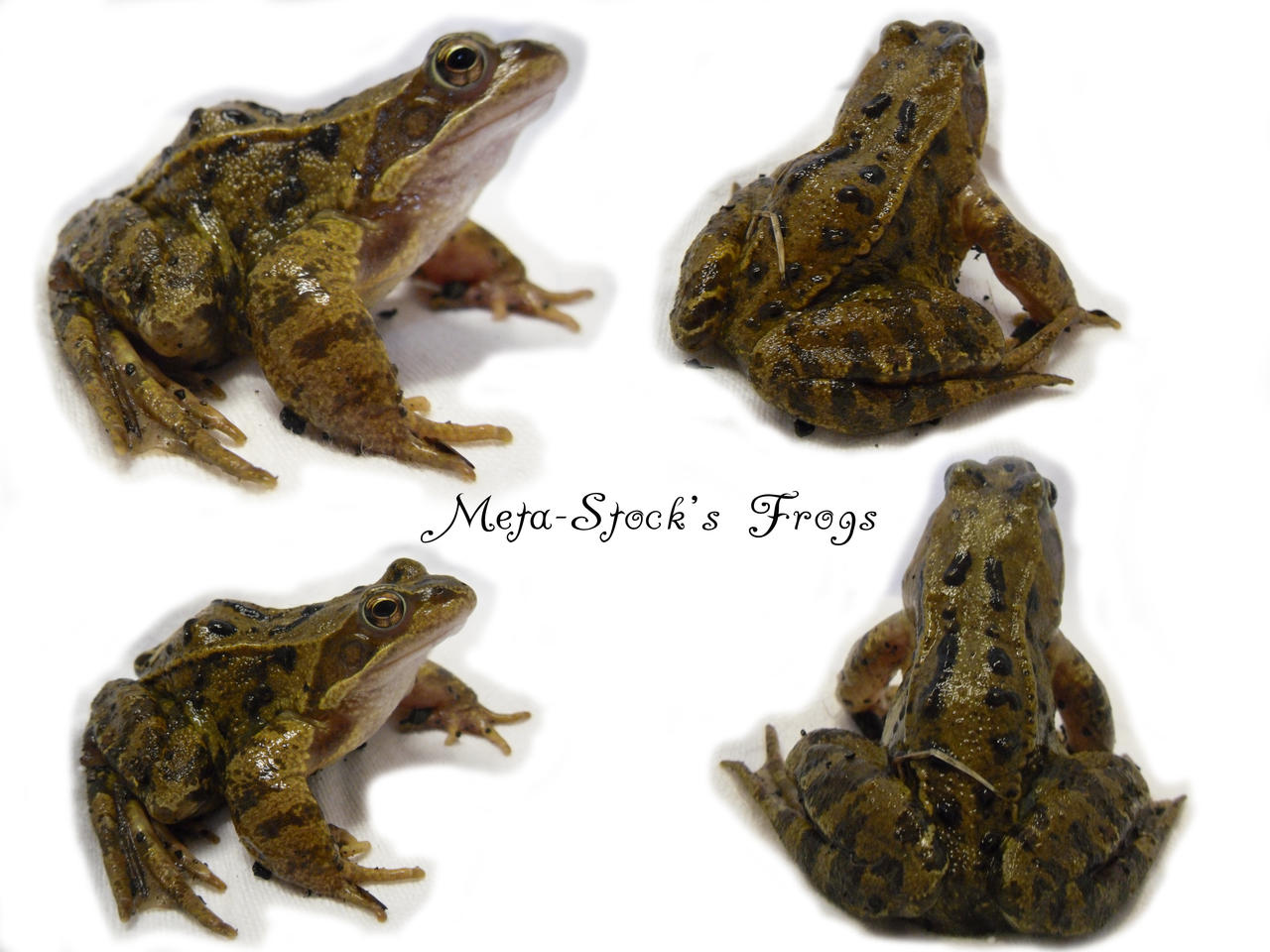Frog Stock 1