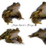 Frog Stock 2