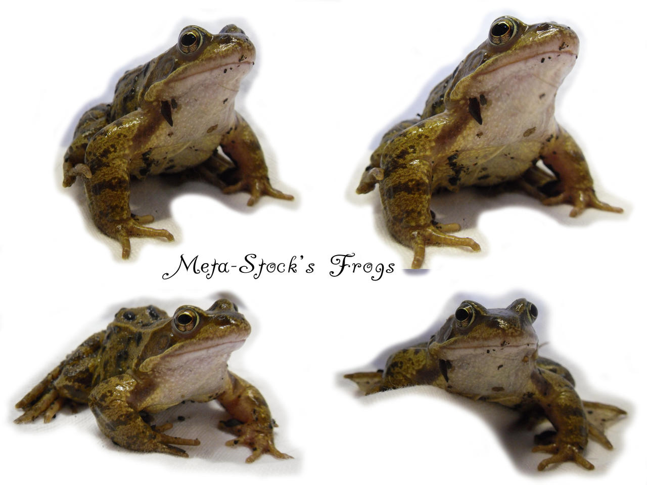Frog Stock 2 by Meta-Stock