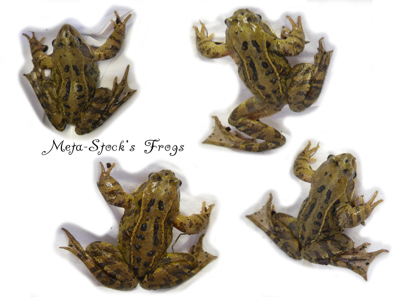 Frogs Stock 3