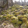 Mossy Forest Ground Stock 2