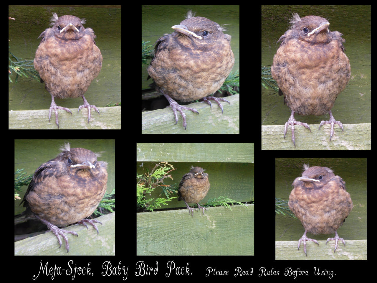 Baby Bird Stock Image Pack