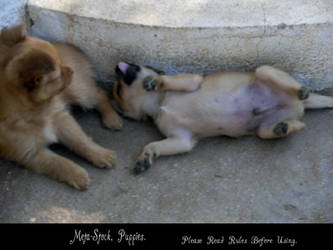 Puppies Stock Image