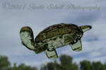 Flying Turtle by melly4260
