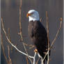 Eagle 1 crop