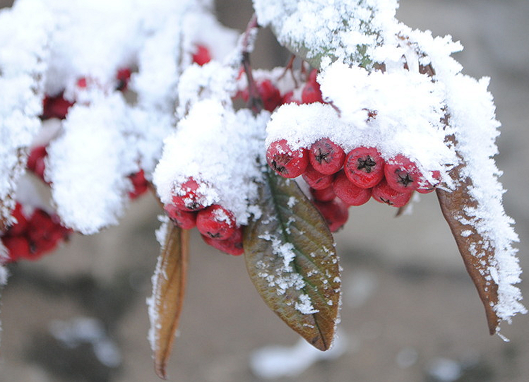 A Frosty Winter