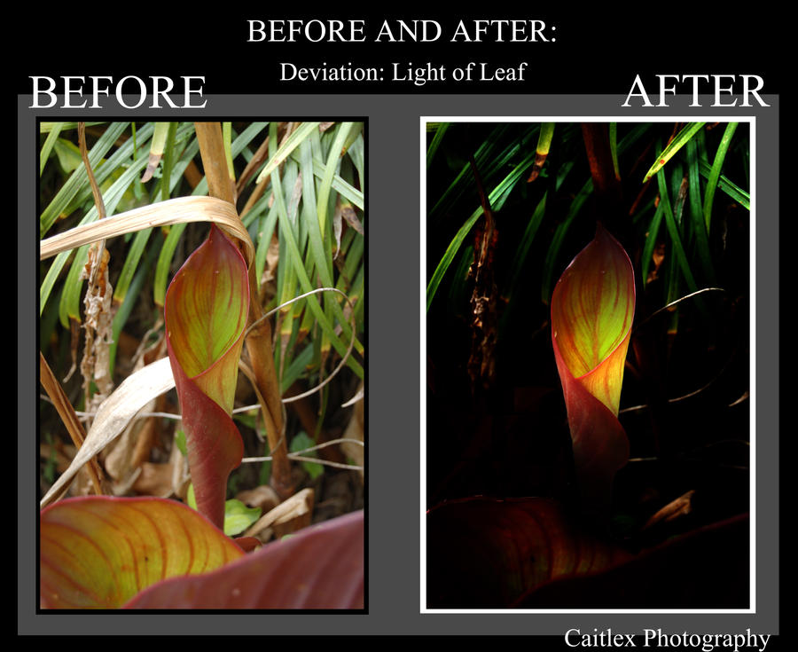 Before and After: Light of Leaf