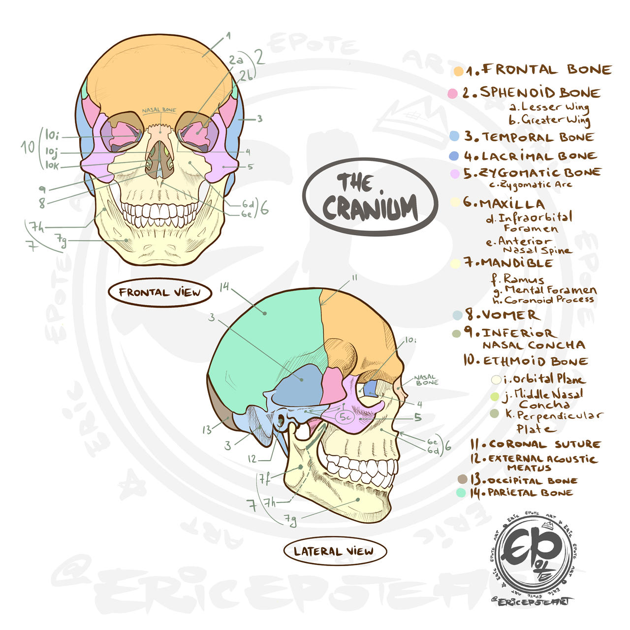 The Cranium by HulkYoda on DeviantArt Biology Diagrams