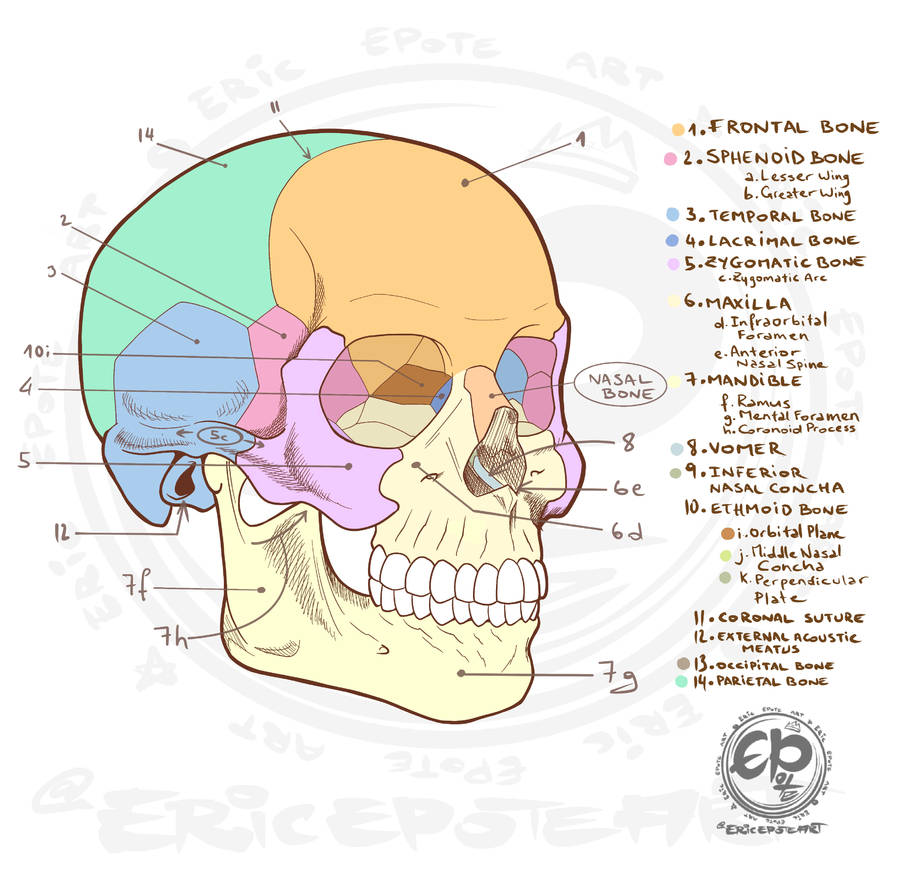 Cranium 2 by HulkYoda on DeviantArt Biology Diagrams