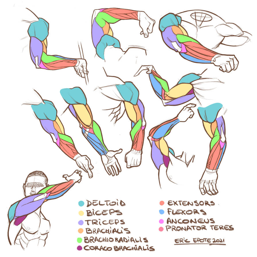 Arm muscles by HulkYoda on DeviantArt