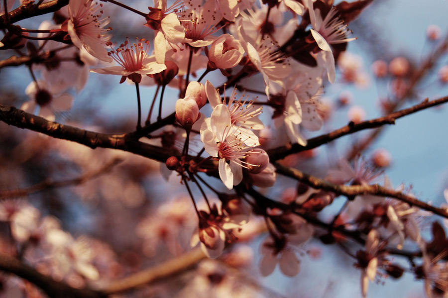 Flowered Frenzy