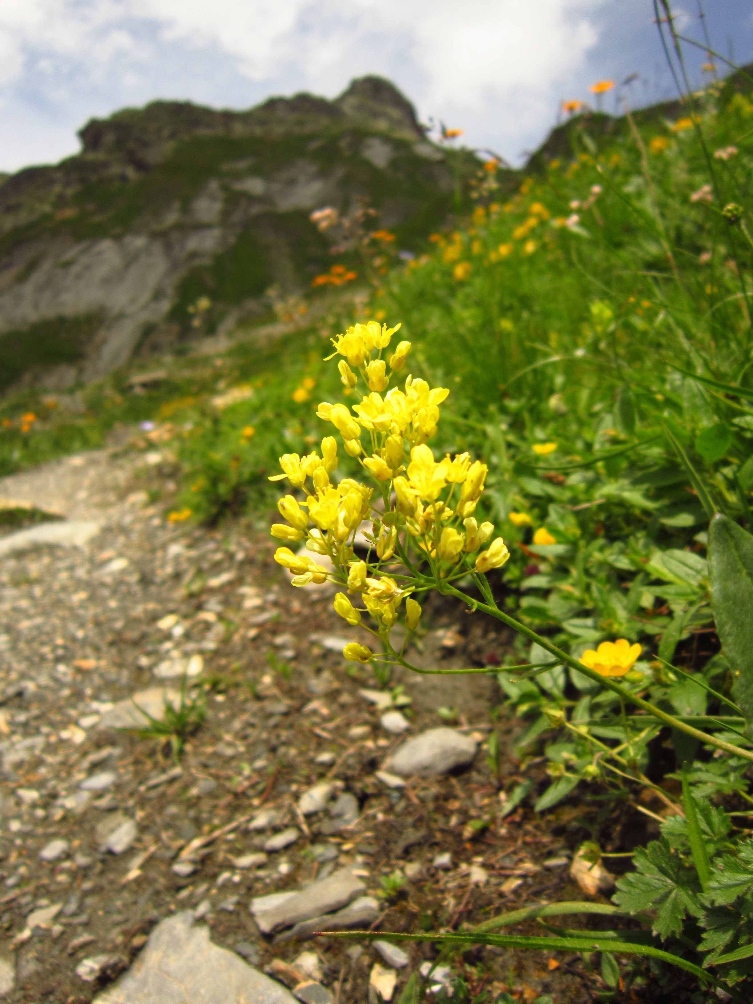 Alpine flowers V, Courmayeur, Italy