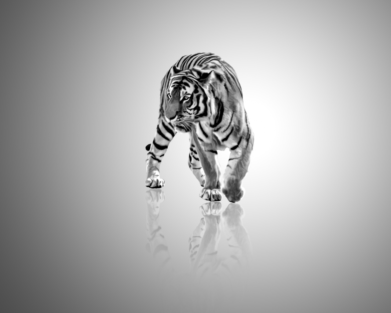 Tiger, black and white