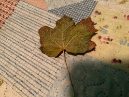 Norway maple leaf