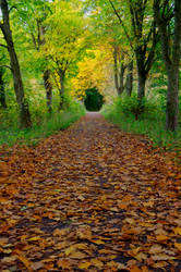 Autumn path