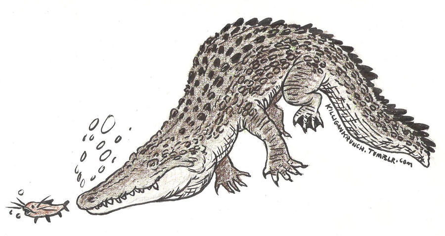 Crocodile