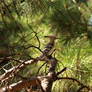 Hoopoe