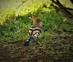 Yet another hoopoe pic