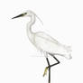 Little egret