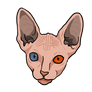 Sphynx Cat