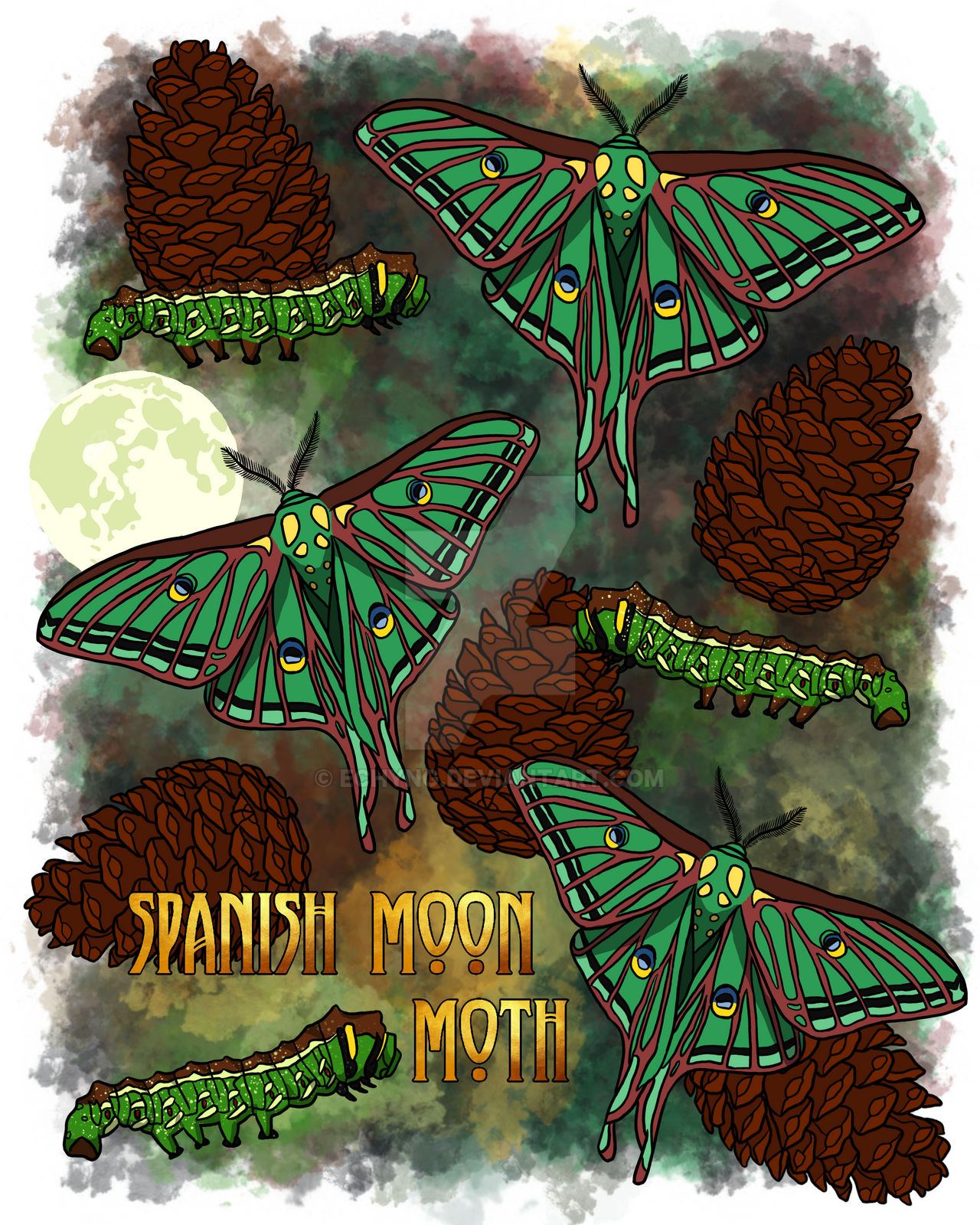 Spanish Moon Math Spanish Moon Moth by echyng on DeviantArt