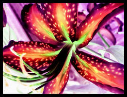 Chinese Lily