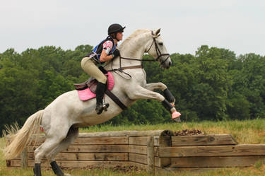 Eventing horse stock