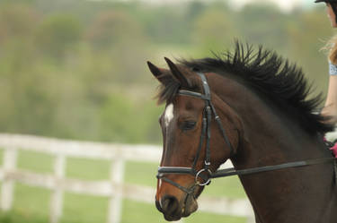 Bay horse head stock