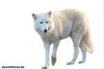 Free white wolf cut out stock