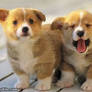 2-cute-puppies
