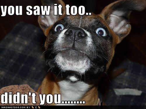 Funny-Dog-picture-with-caption-You-saw-it-too by mody-hashim on DeviantArt Funny-Dog-picture-with-caption-You-saw-it-too by mody-hashim on DeviantArt