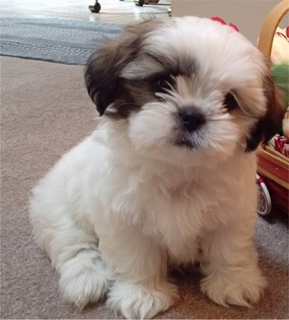 Shih Tzu 