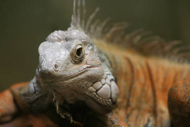 Iguana