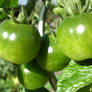 Green Tomato