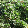 Groundcover