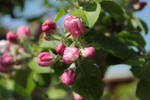 Apple Blossom 1