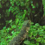 Chinese Crocodile Lizzard