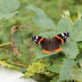 Butterfly 1 - Red Admiral