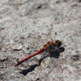 Dragonfly 2 - Southern Darter