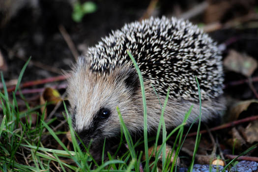 Hedgehog