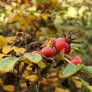 Rosehips 2