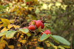 Rosehips 2 by wuestenbrand