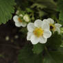 Strawberry Blossom